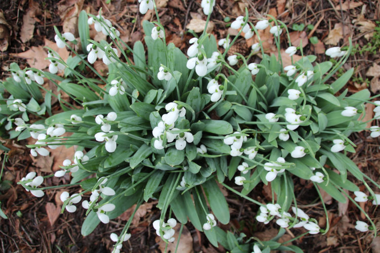 about one hundred snowdrops