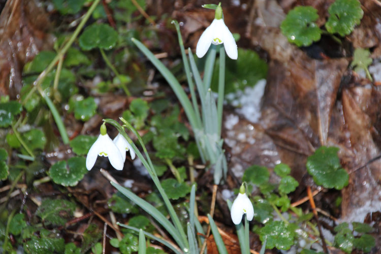 four snowdrops