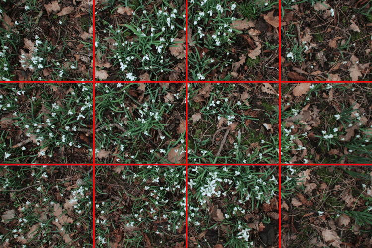 about five hundred snowdrops
