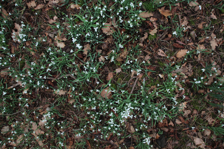 about five hundred snowdrops