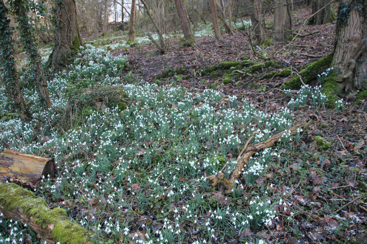 about five thousand snowdrops