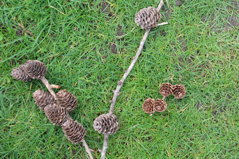 twelve cones, six on one stick, four on a second stick and two on a third stick