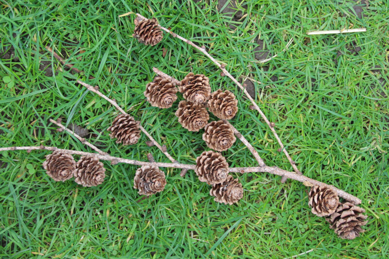 fourteen cones on a stick with four branches