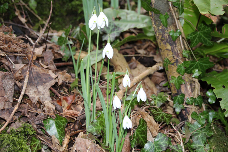 seven snowdrops