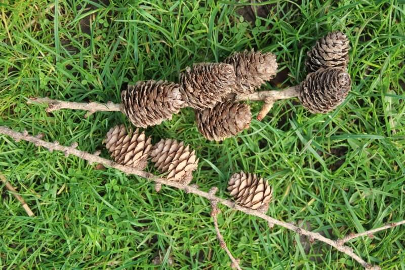 nine cones on a stick,two together and three together and four together