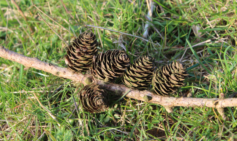 branch with four cones on one side add one cone on the other