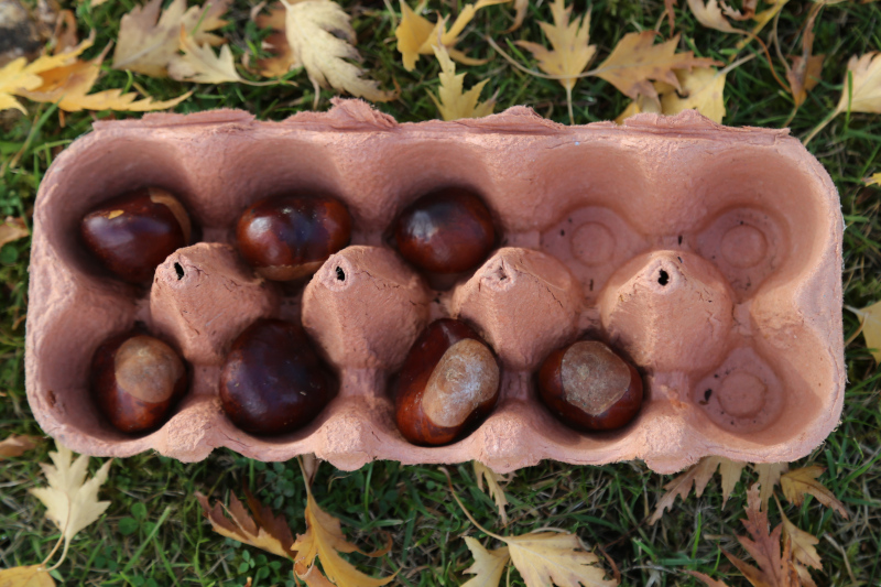 7 conkers in a ten frame for visual maths activity