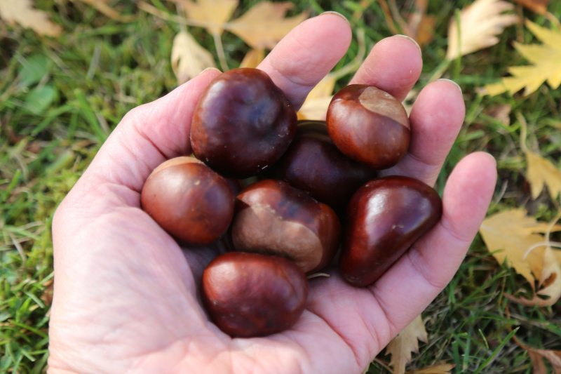 seven conkers held in the palm of a hand