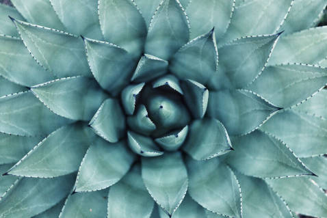 plant with leaves that make a number pattern