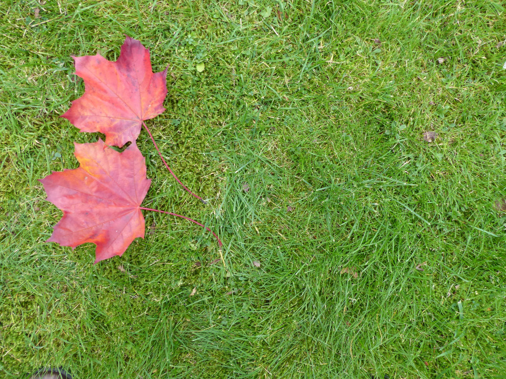 2x-times-tables-whiteboard-activity 1x2
