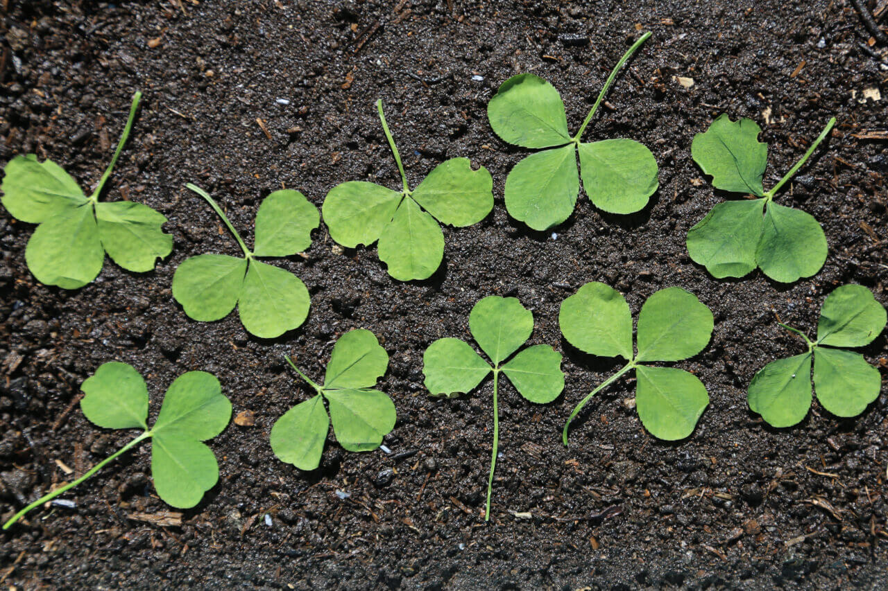 10 times 3, 10 clover leaves with 30 petals