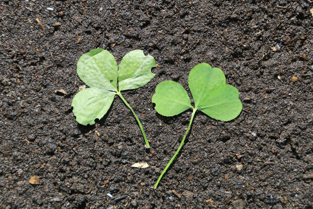 2 times 3, 2 clover leaves with 6 petals