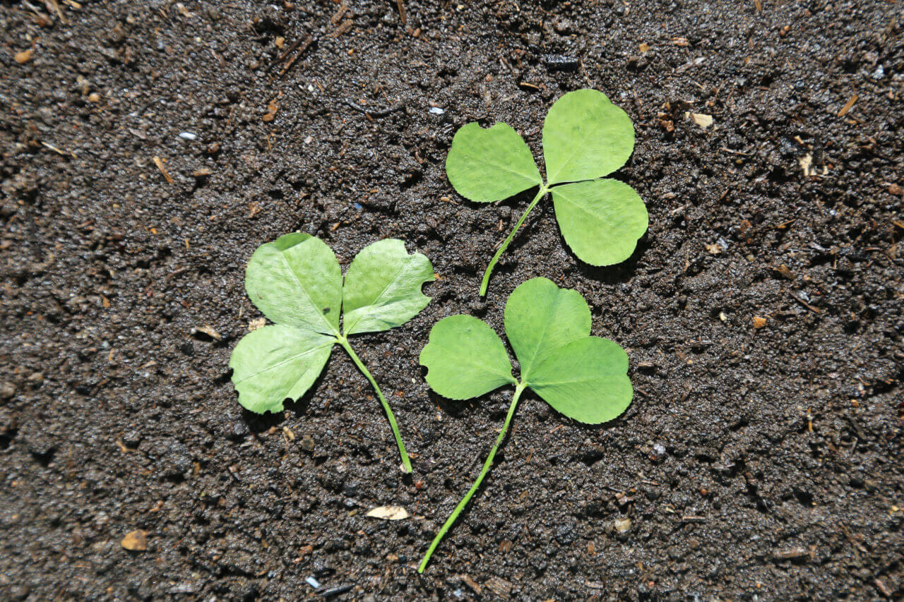 3 times 3, 3 clover leaves with 9 petals