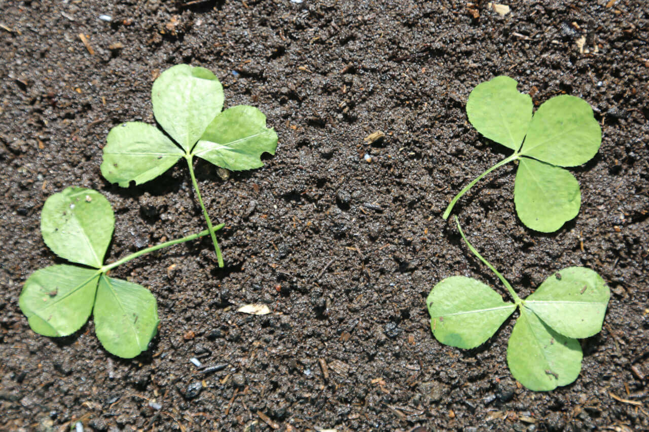 4 times 3, 4 clover leaves with 12 petals