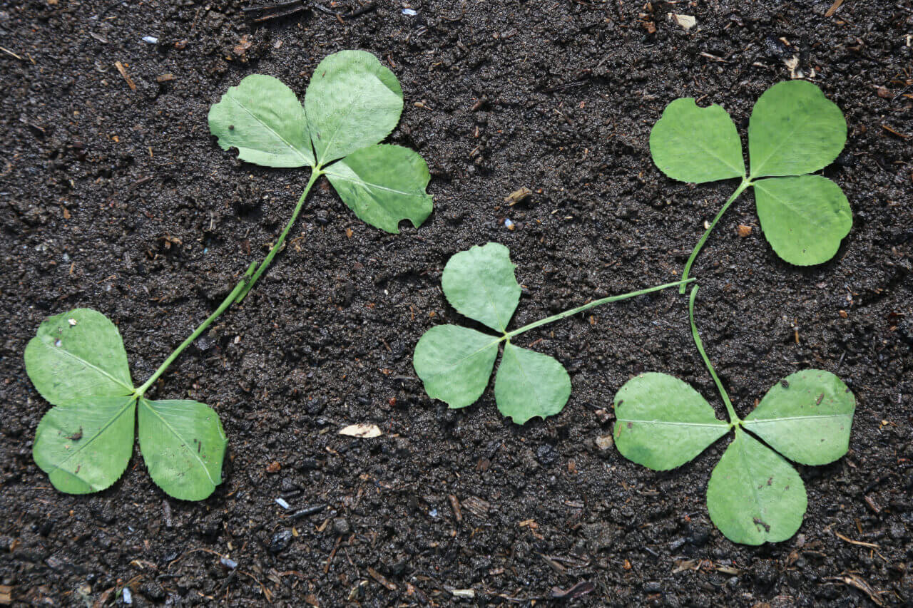 5 times 3, 5 clover leaves with 15 petals