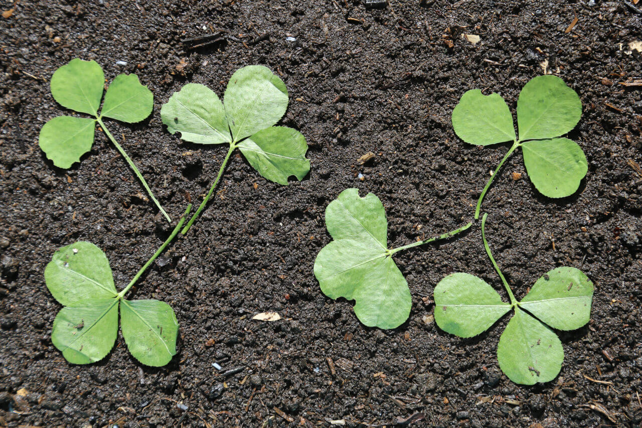 6 times 3, 6 clover leaves with 18 petals