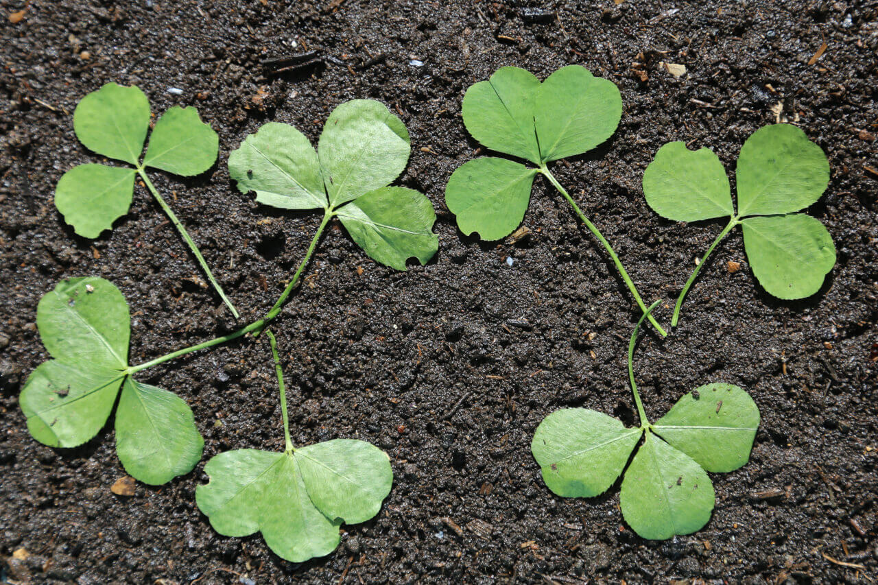 7 times 3, 7 clover leaves with 21 petals