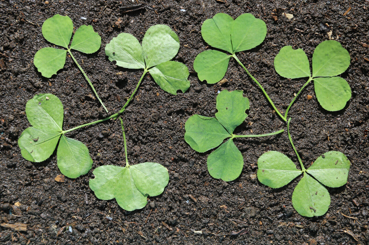 8 times 3, 8 clover leaves with 24 petals
