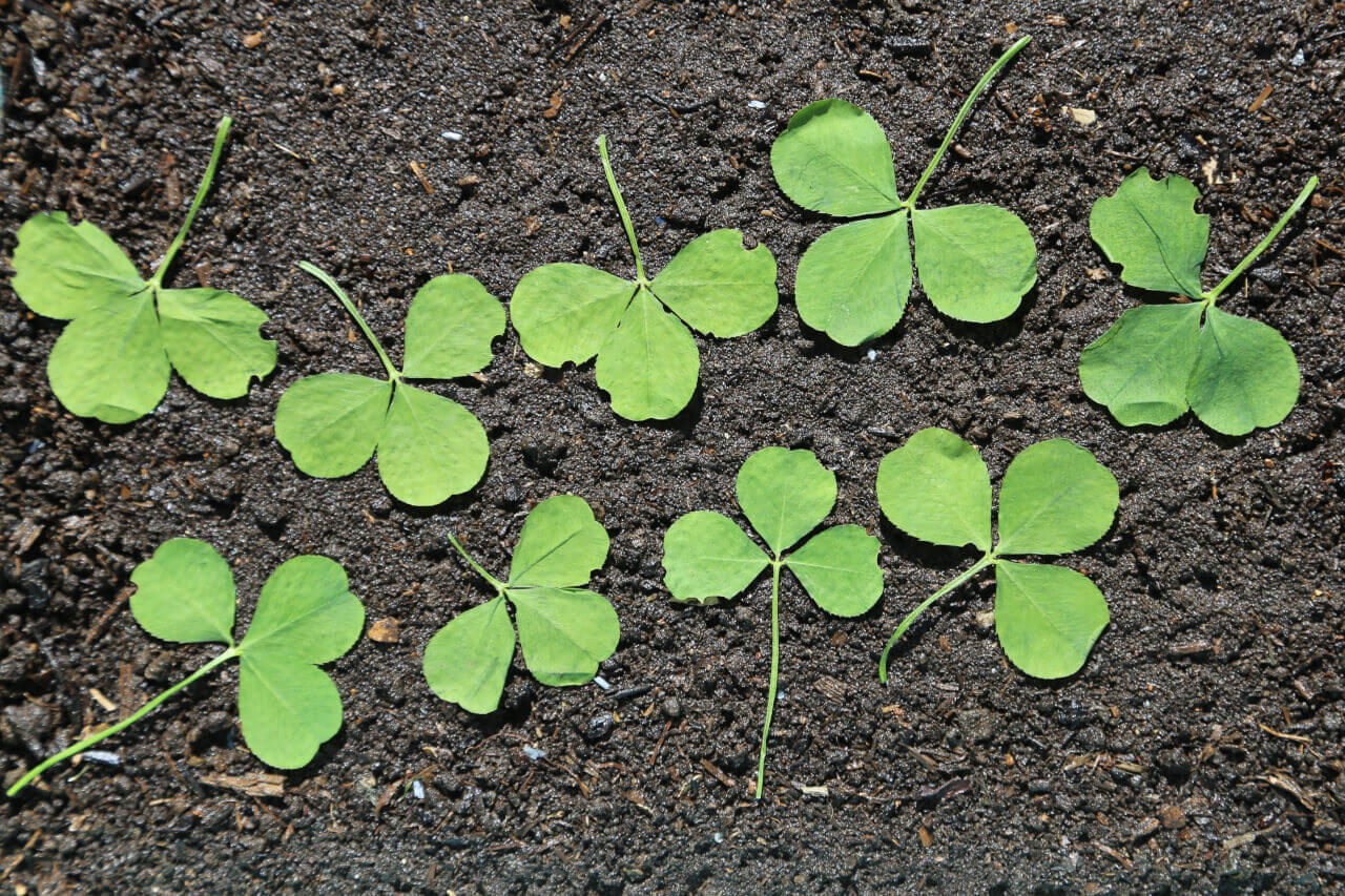 9 times 3, 9 clover leaves with 27 petals