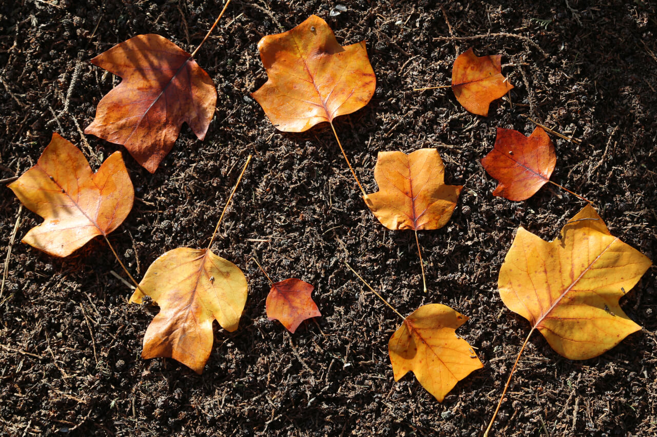 10x4 points on a leaf