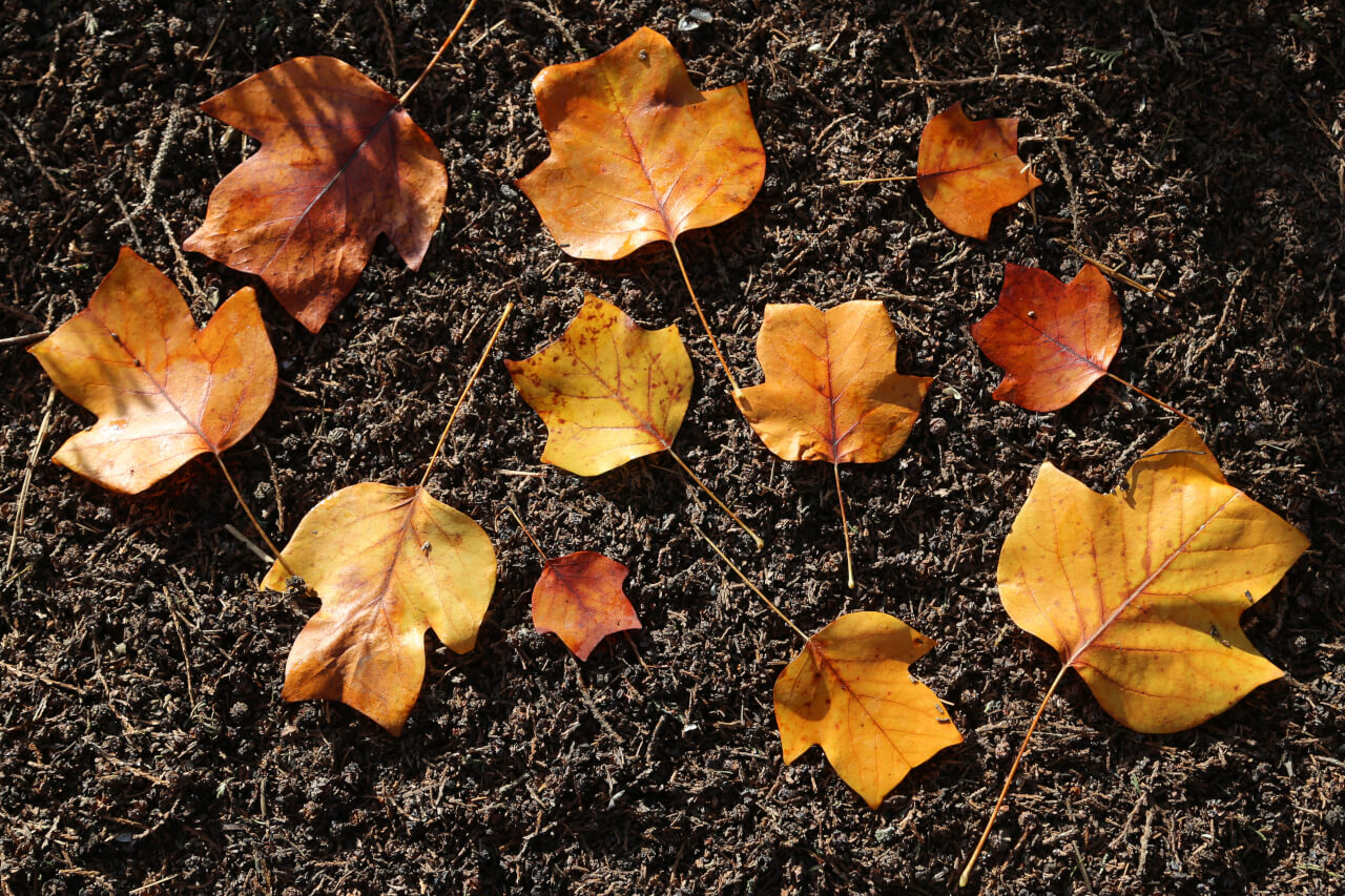 11x4 points on a leaf