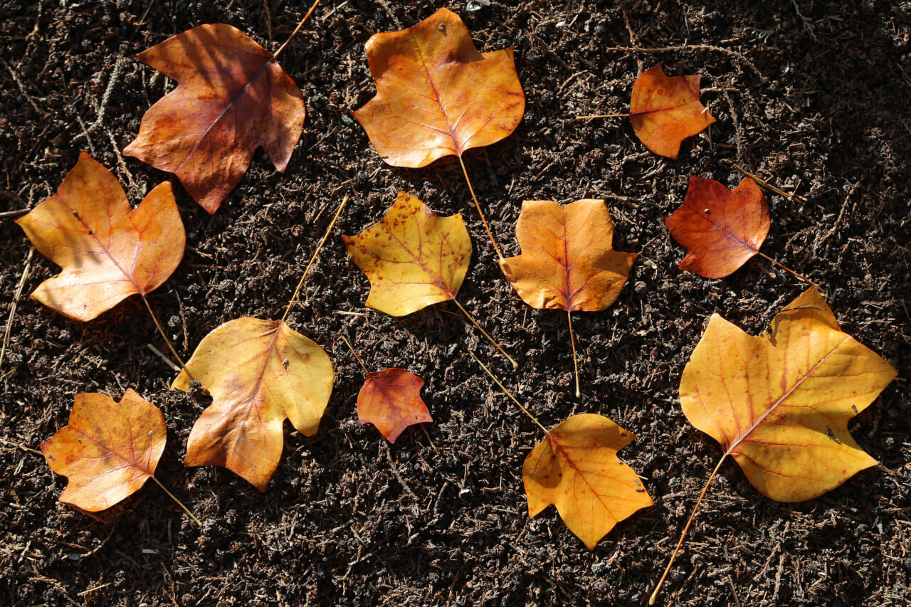 12x4 points on a leaf