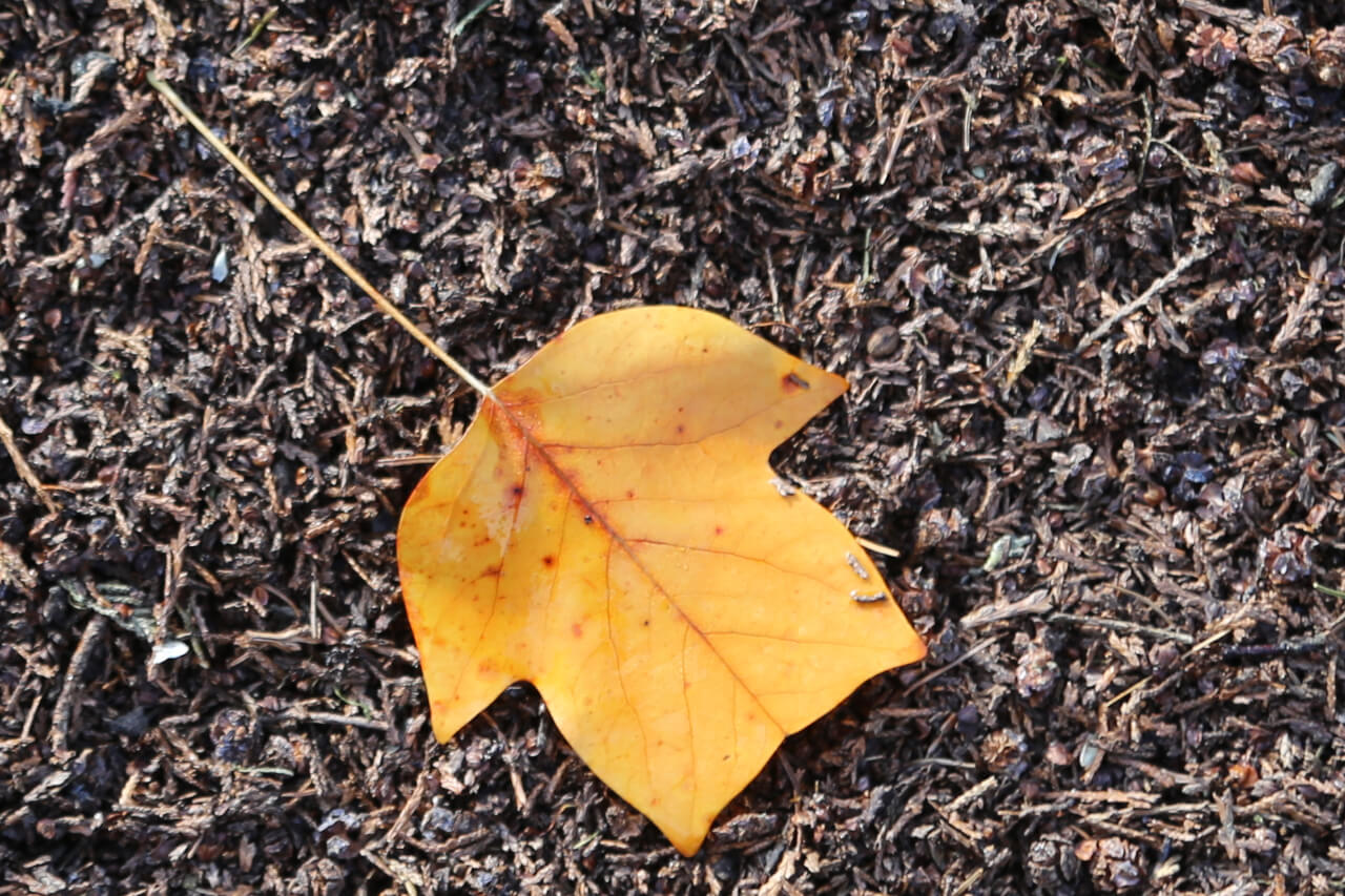 1x4 points on a leaf