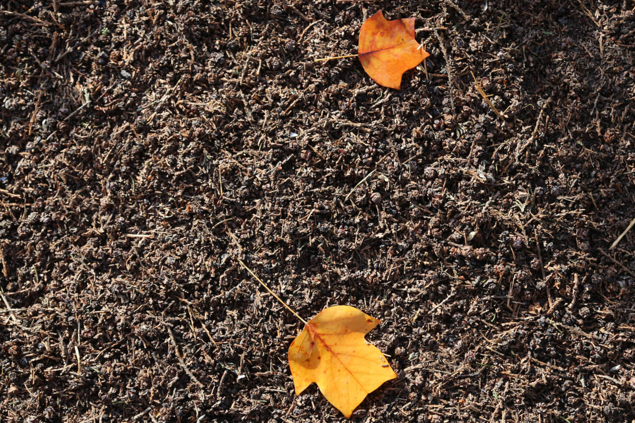 2x4 points on a leaf