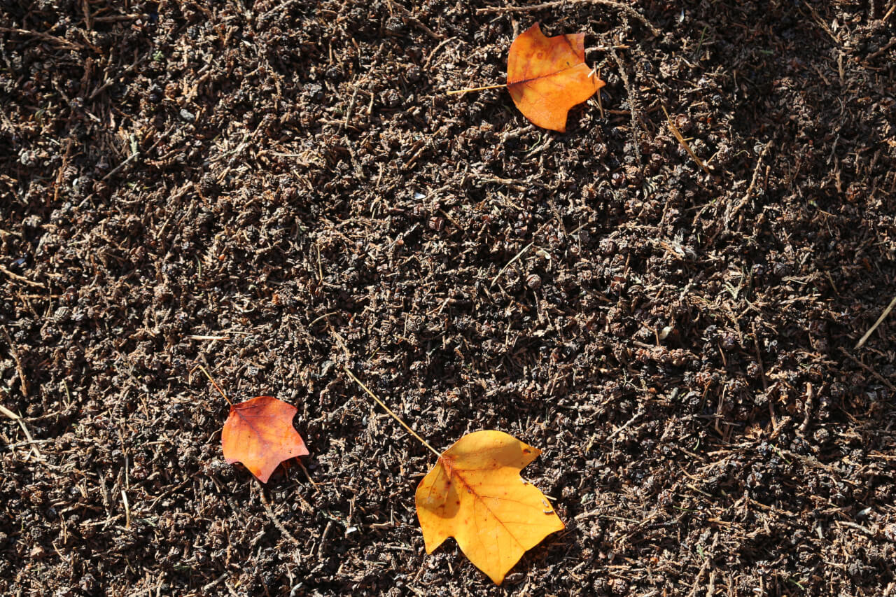 3x4 points on a leaf