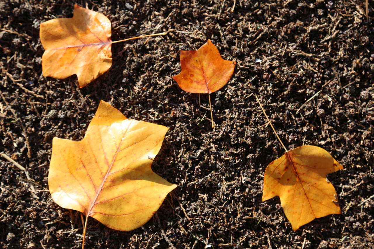 4x4 points on a leaf