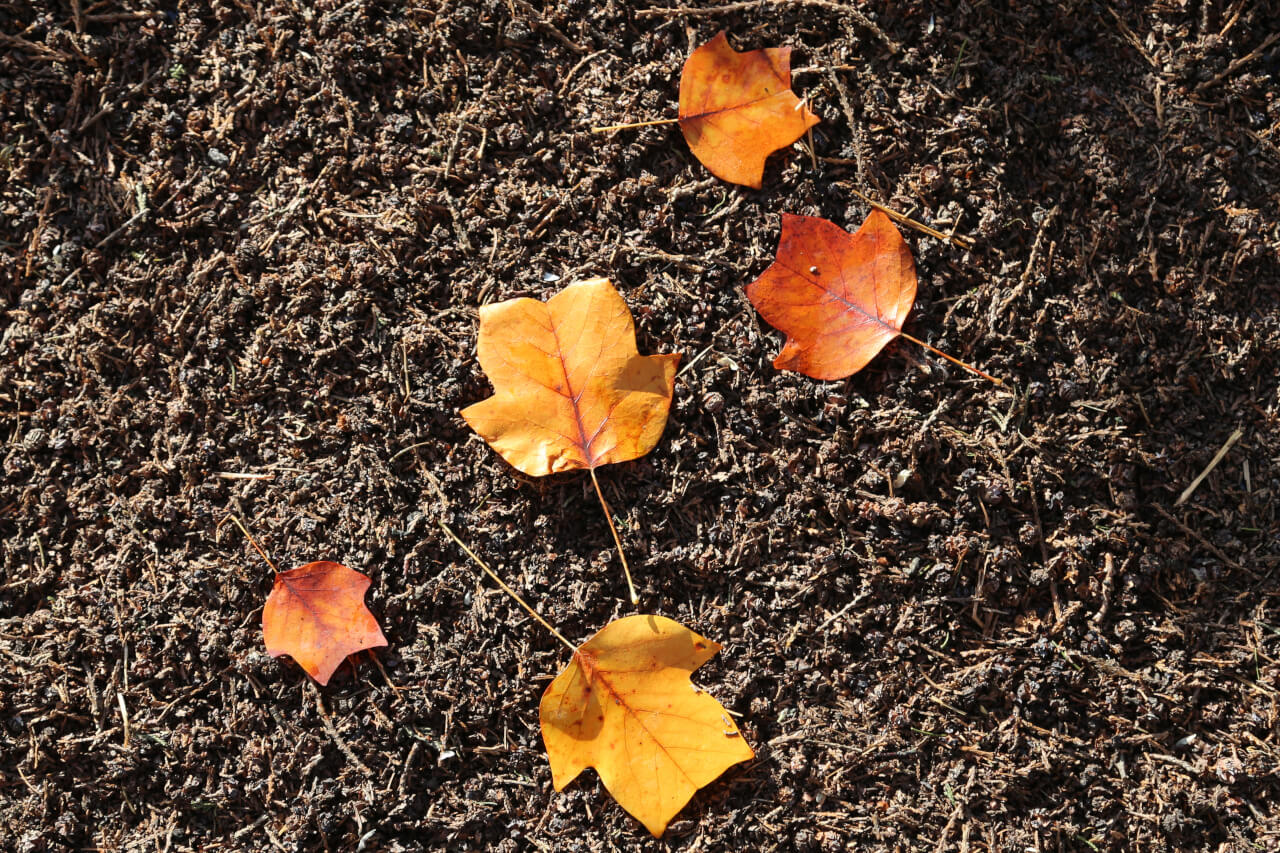 5x4 points on a leaf