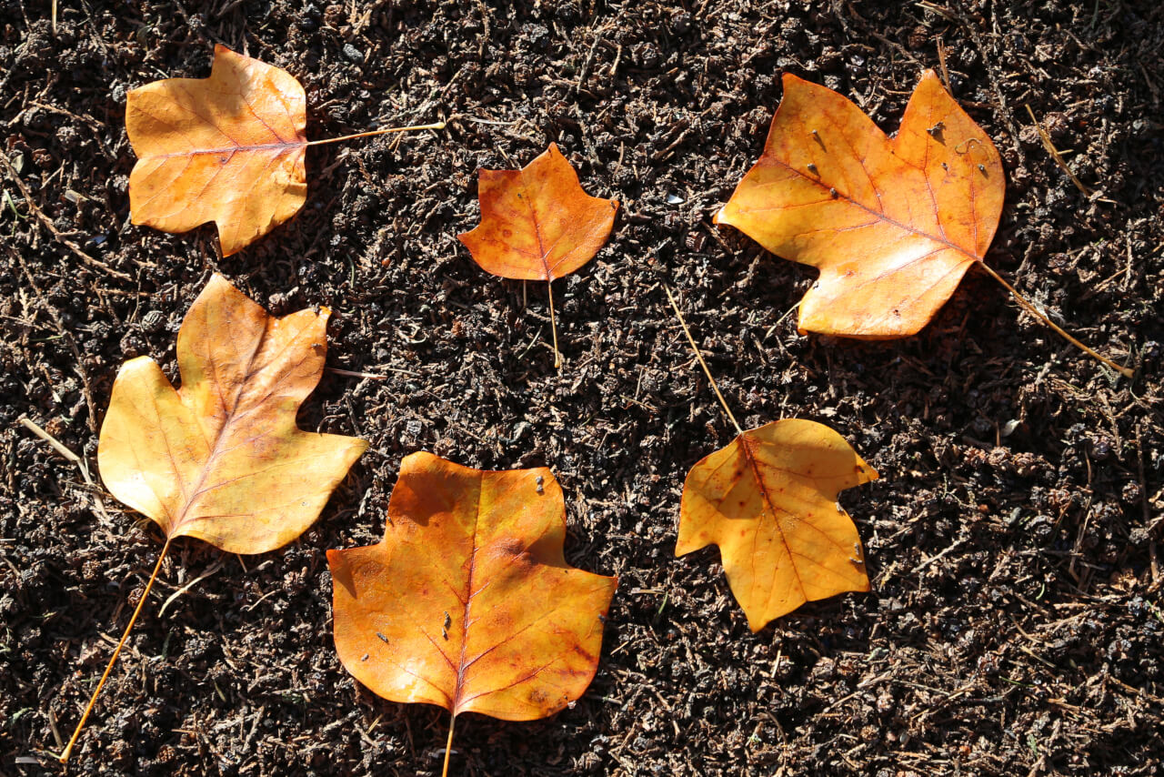 6x4 points on a leaf
