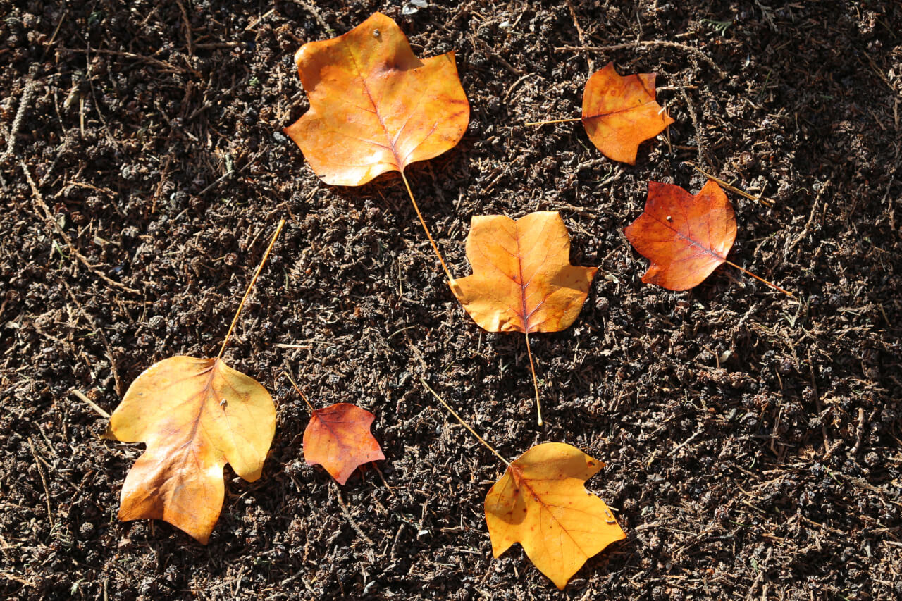 7x4 points on a leaf