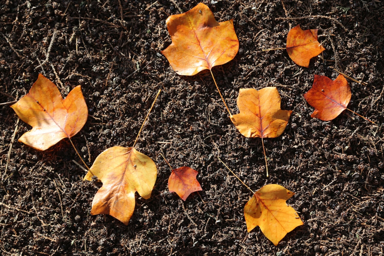 8x4 points on a leaf