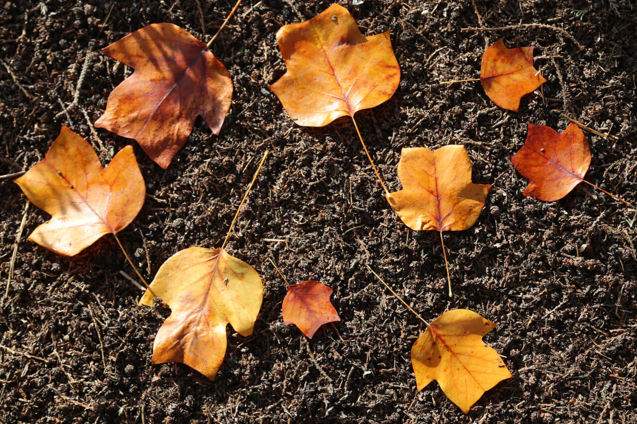 9x4 points on a leaf