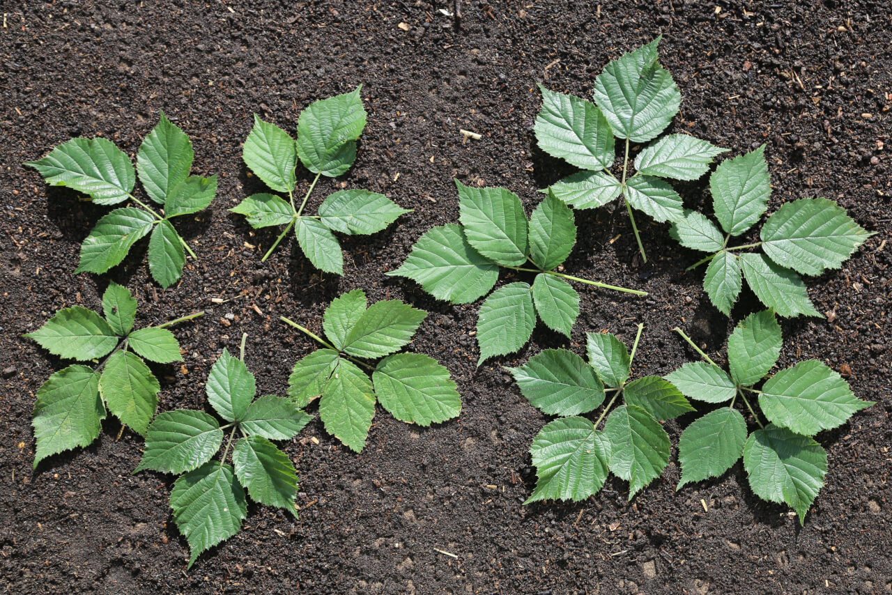 10 times 5, 10 blackberry leaves with 50 leaflets