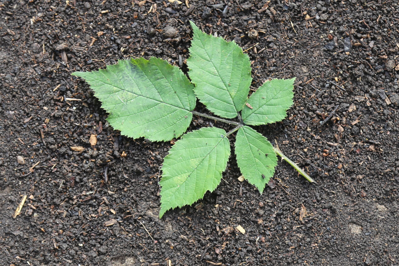 1 times 5, 1 blackberry leafwith 5 leaflets