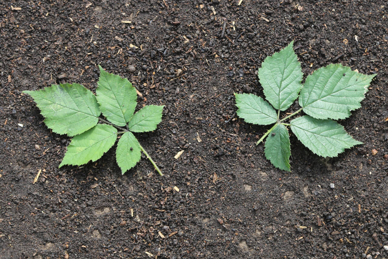 2 times 5, 2 blackberry leaves with 10 leaflets