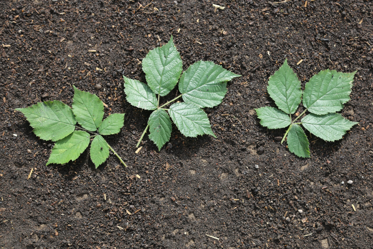 3 times 5, 3 blackberry leaves with 15 leaflets