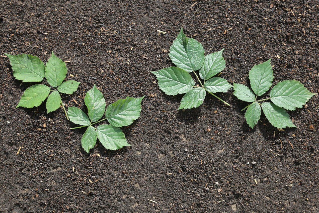4 times 5, 4 blackberry leaves with 20 leaflets
