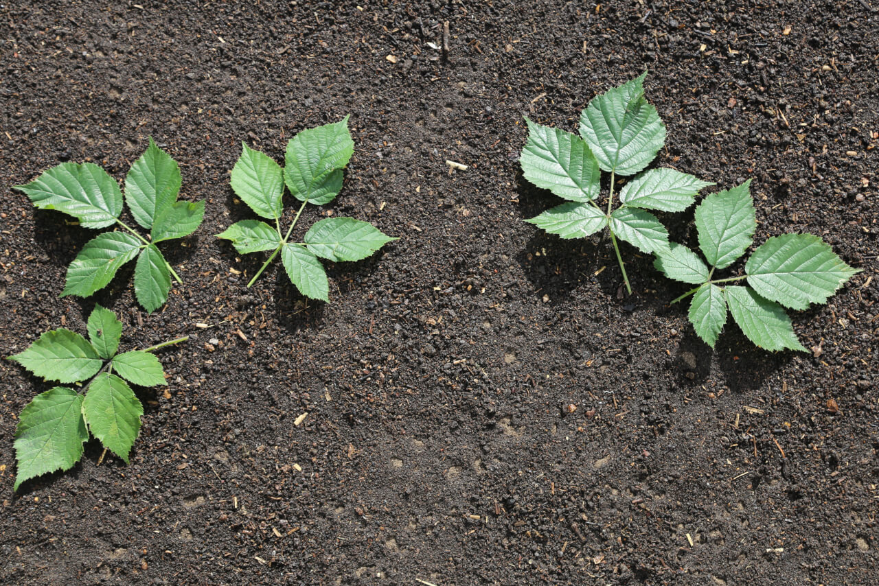 5 times 5, 5 blackberry leaves with 25 leaflets