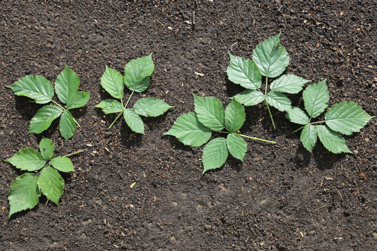 6 times 5, 6 blackberry leaves with 30 leaflets