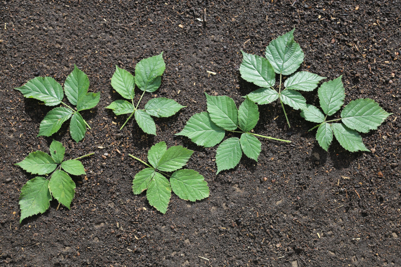 7 times 5, 7 blackberry leaves with 35 leaflets