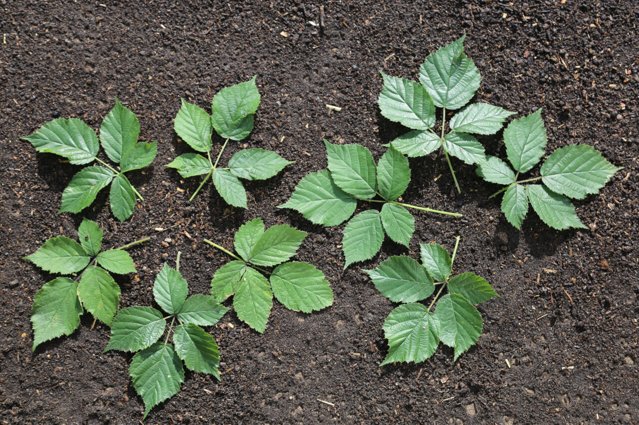 9 times 5, 9 blackberry leaves with 45 leaflets