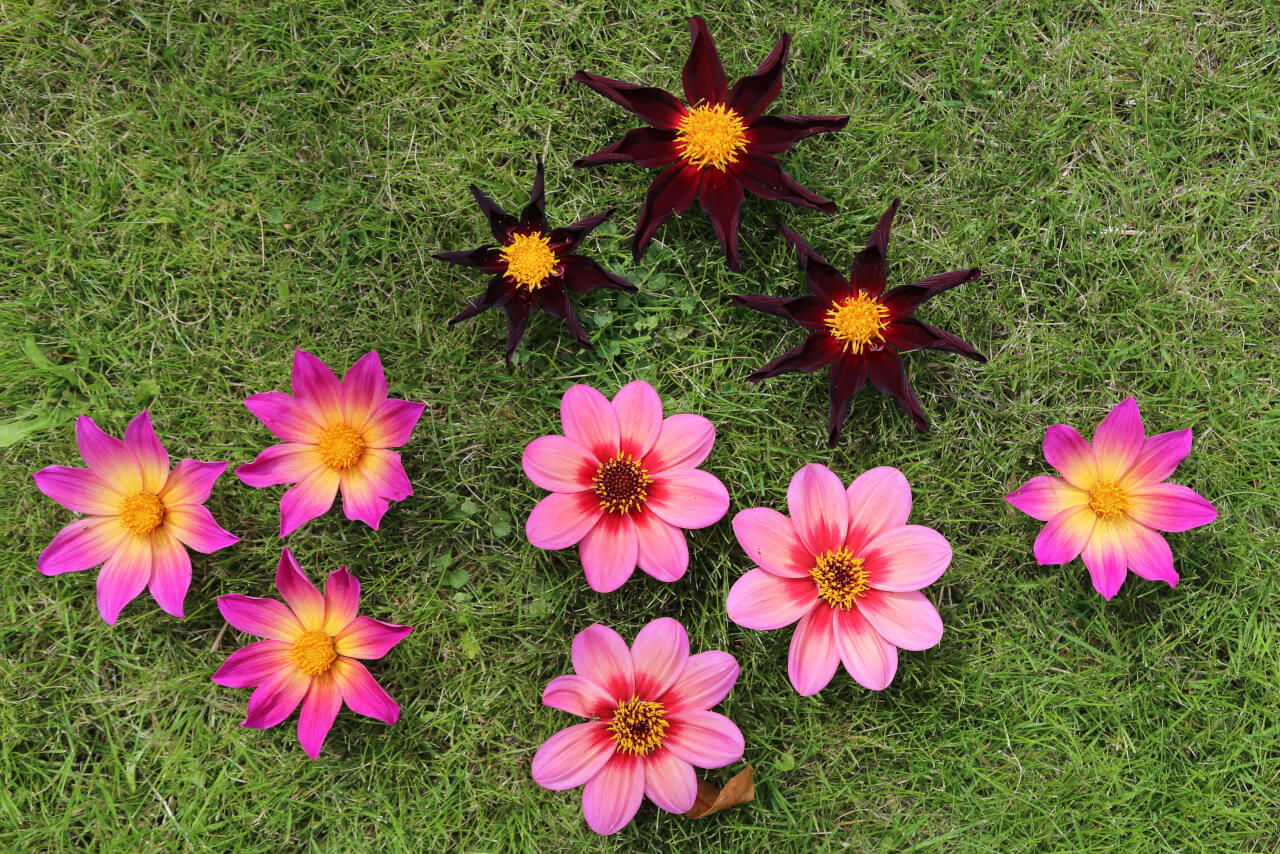 10 times 8, 10 dahlia flowers with 80 petals