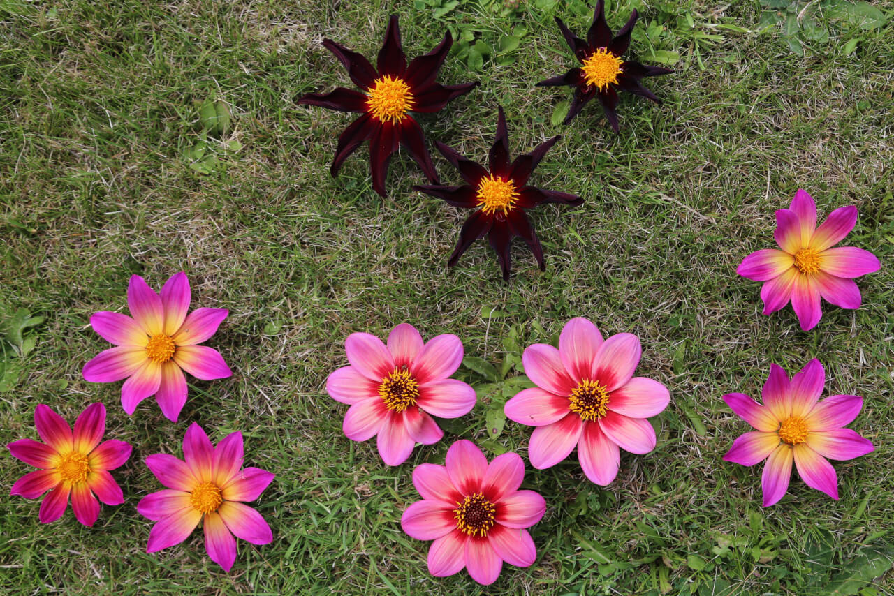 11 times 8, 11 dahlia flowers with 88 petals
