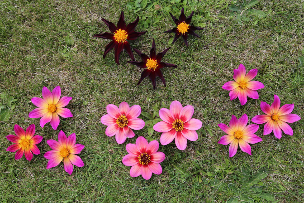 12 times 8, 12 dahlia flowers with 96 petals