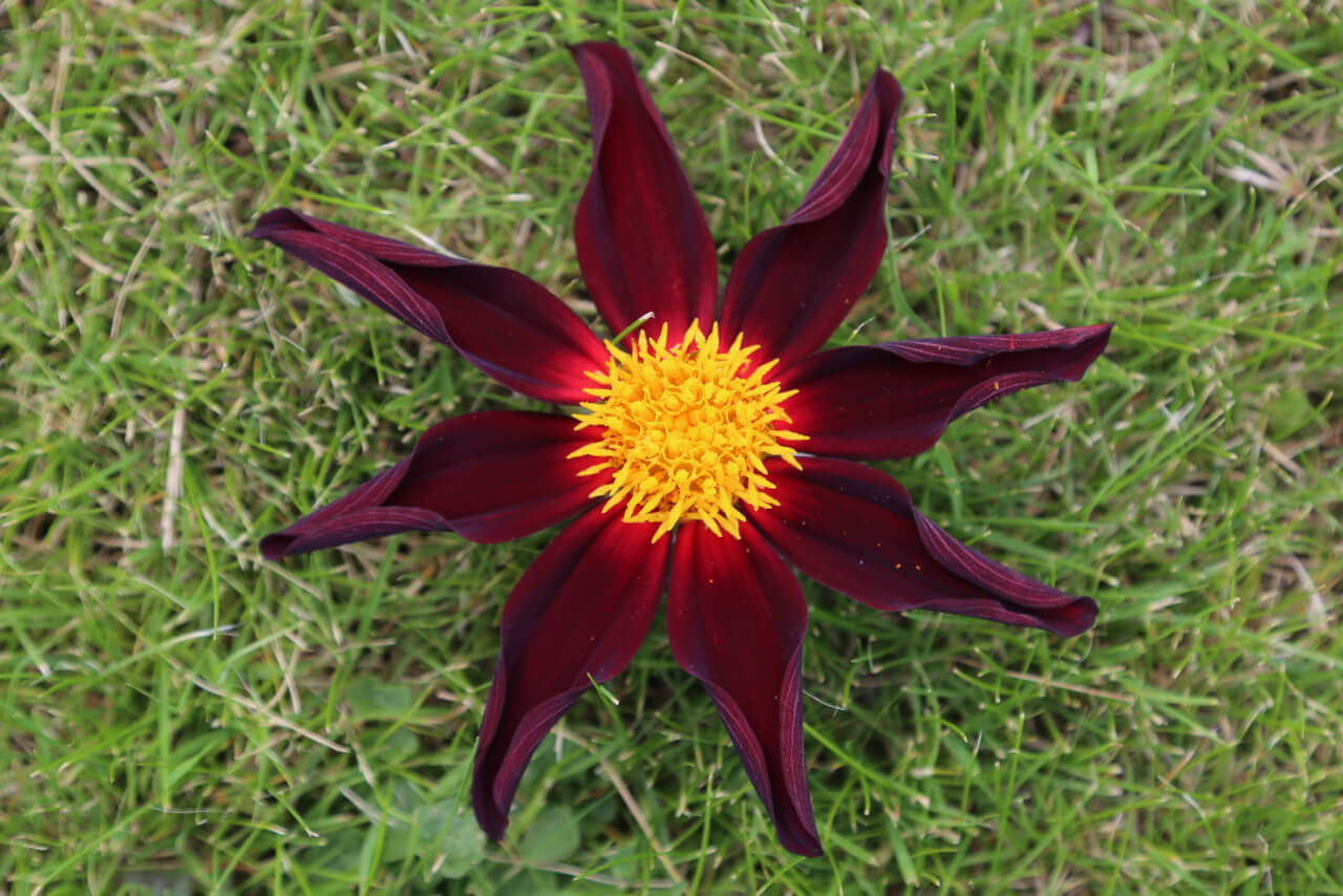 1 times 8, 1 dahlia flower with 8 petals