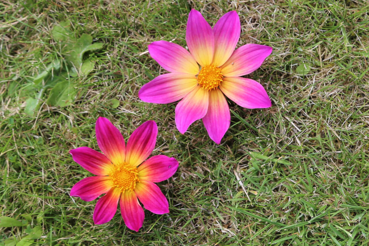2 times 8, 2 dahlia flowers with 16 petals