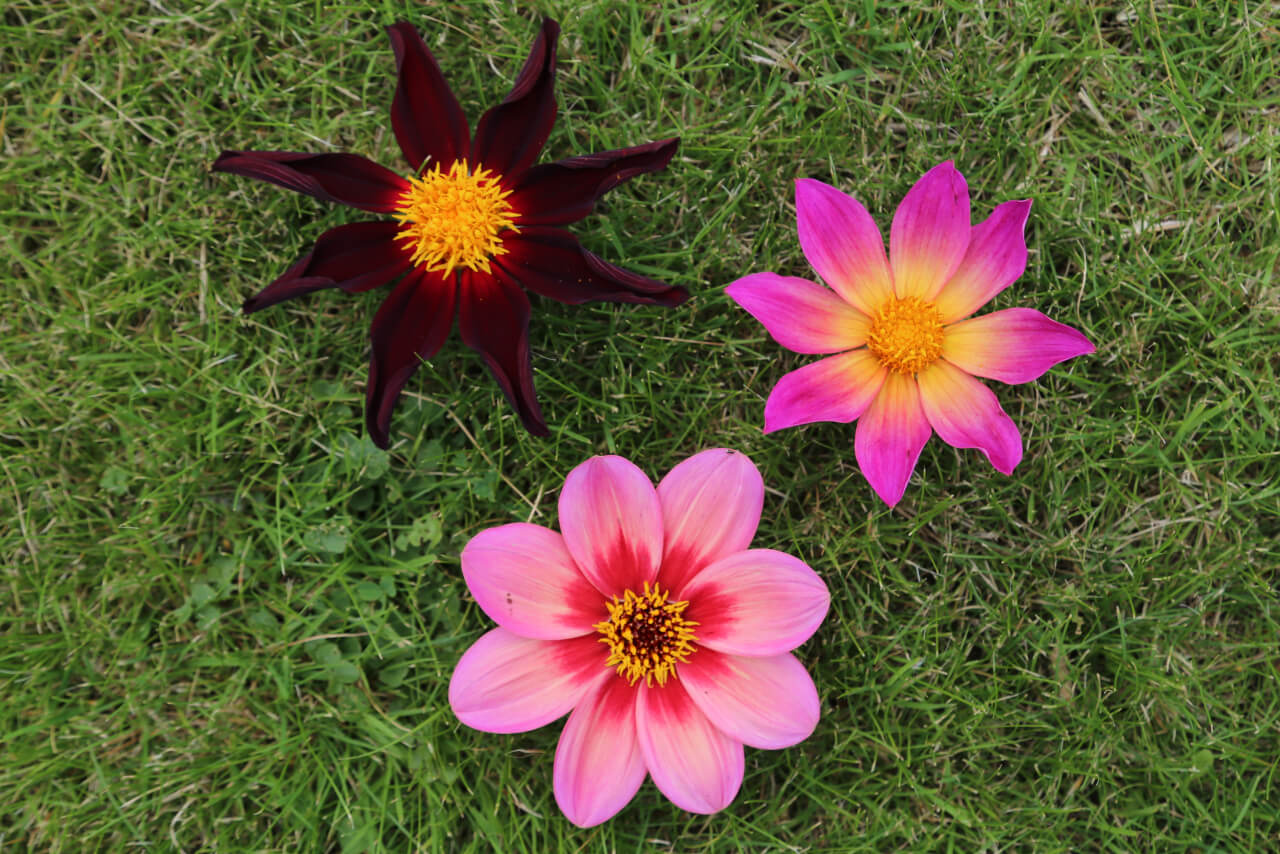 3 times 8, 3 dahlia flowers with 24 petals